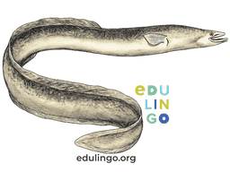 Thumbnail: Eel in Spanish