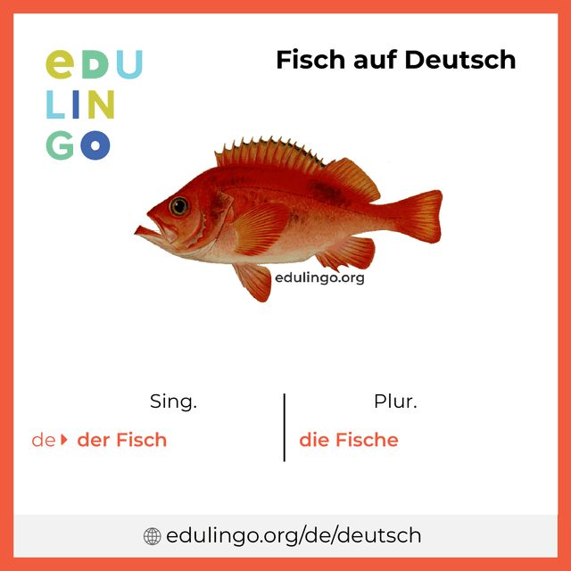 Fisch auf Deutsch Vokabelbild mit Singular und Plural zum Herunterladen und Ausdrucken