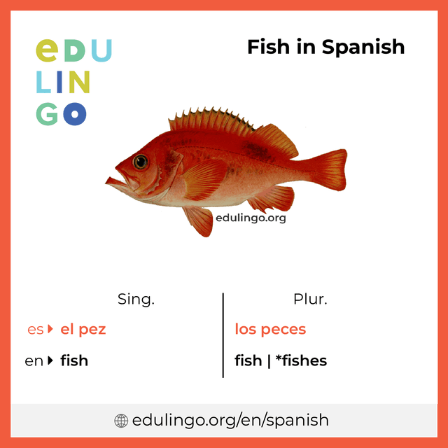 Fish in Spanish vocabulary picture with singular and plural for download and printing
