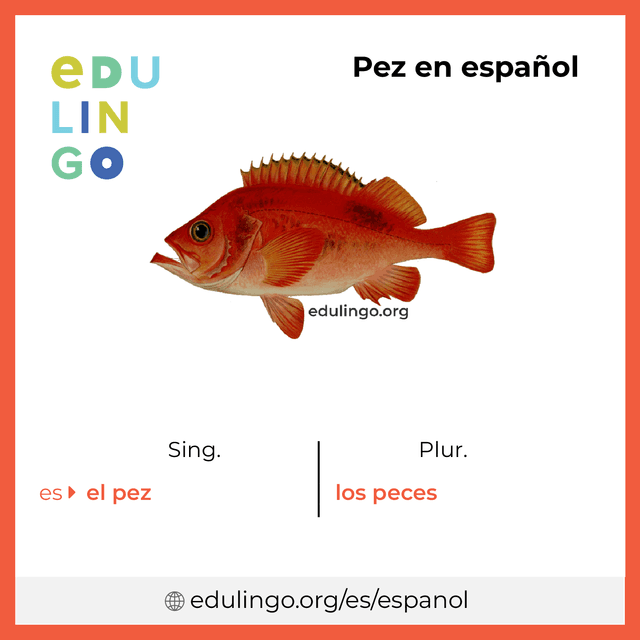 Imagen de vocabulario Pez en español con singular y plural para descargar e imprimir