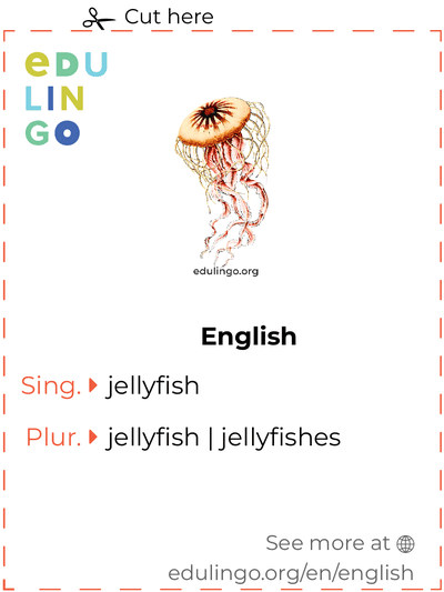 Jellyfish in English vocabulary flashcard for printing, practicing and learning