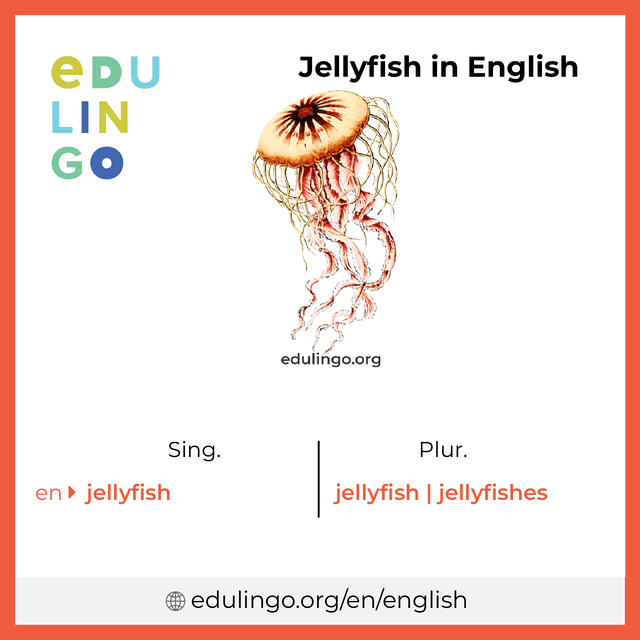 Jellyfish in English vocabulary picture with singular and plural for download and printing