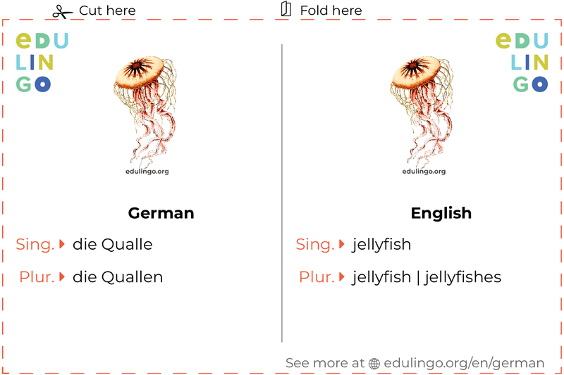 Jellyfish in German vocabulary flashcard for printing, practicing and learning
