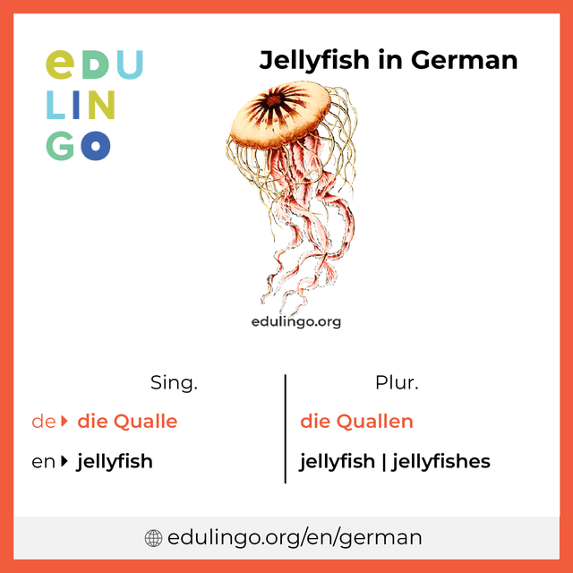 Jellyfish in German vocabulary picture with singular and plural for download and printing