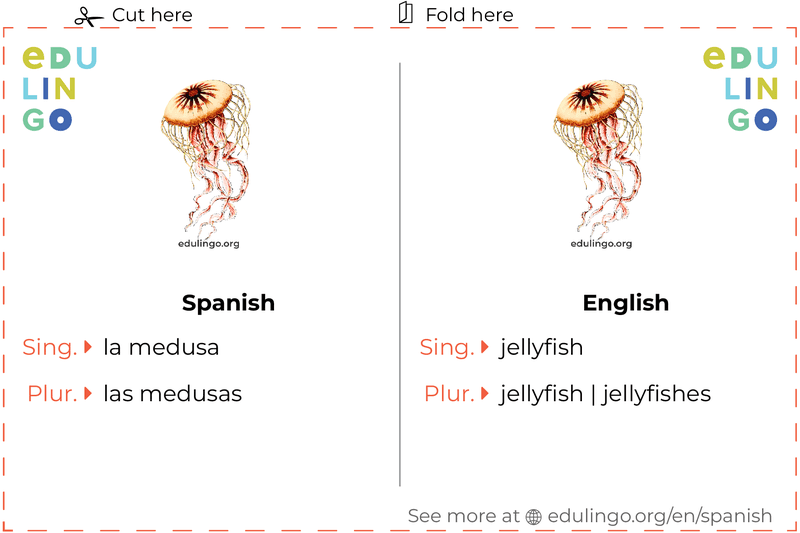 Jellyfish in Spanish vocabulary flashcard for printing, practicing and learning