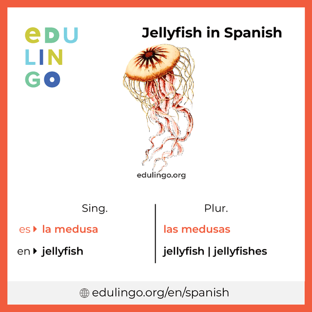 Jellyfish in Spanish vocabulary picture with singular and plural for download and printing
