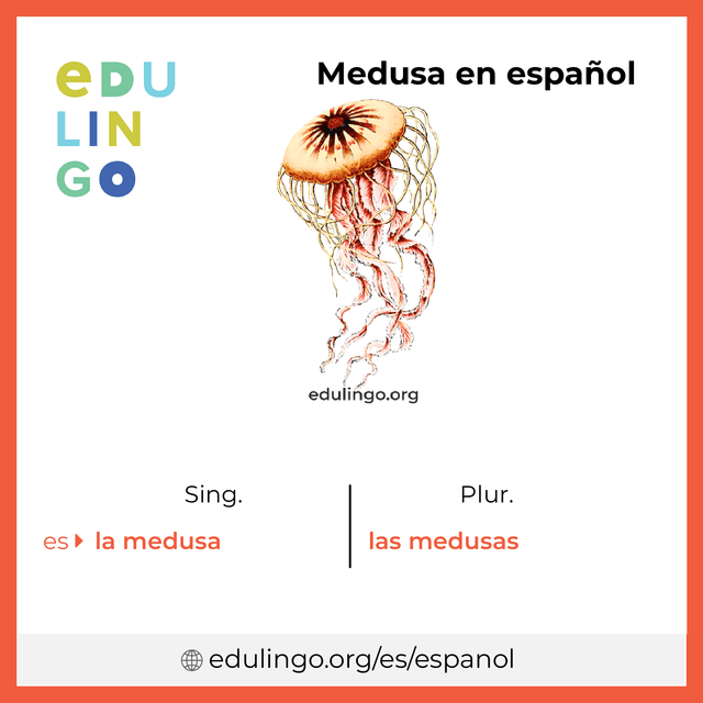 Imagen de vocabulario Medusa en español con singular y plural para descargar e imprimir