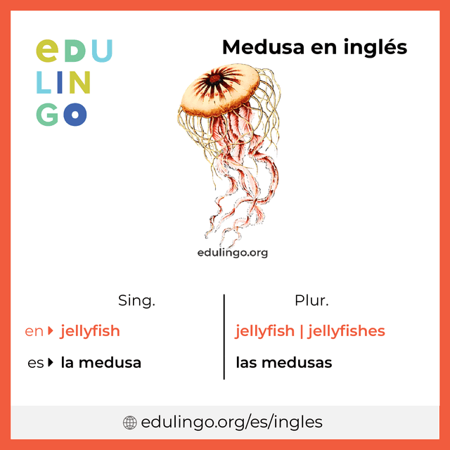 Imagen de vocabulario Medusa en inglés con singular y plural para descargar e imprimir