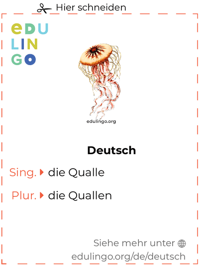 Qualle auf Deutsch Vokabelkartei zum Ausdrucken, Üben und Lernen