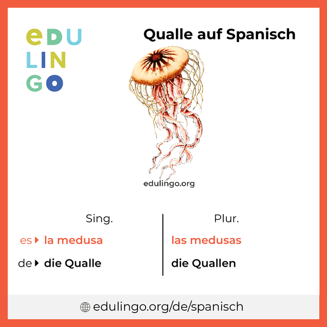 Qualle auf Spanisch Vokabelbild mit Singular und Plural zum Herunterladen und Ausdrucken