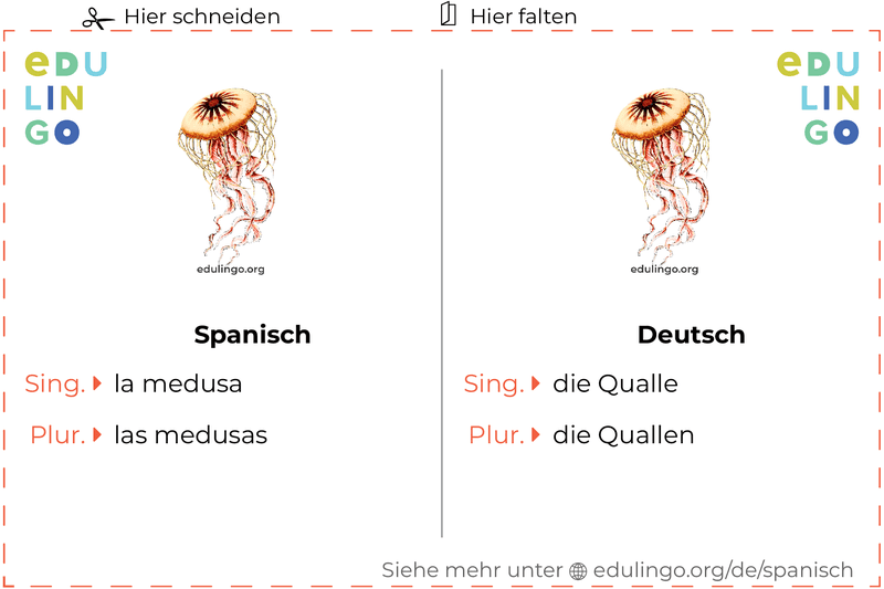 Qualle auf Spanisch Vokabelkartei zum Ausdrucken, Üben und Lernen