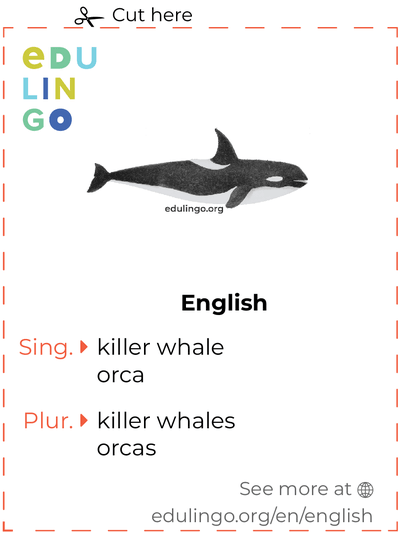 Killer Whale in English vocabulary flashcard for printing, practicing and learning