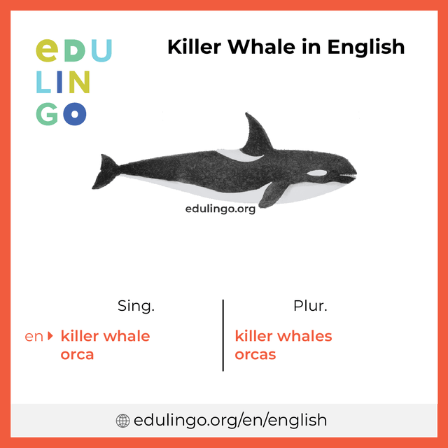 Killer Whale in English vocabulary picture with singular and plural for download and printing