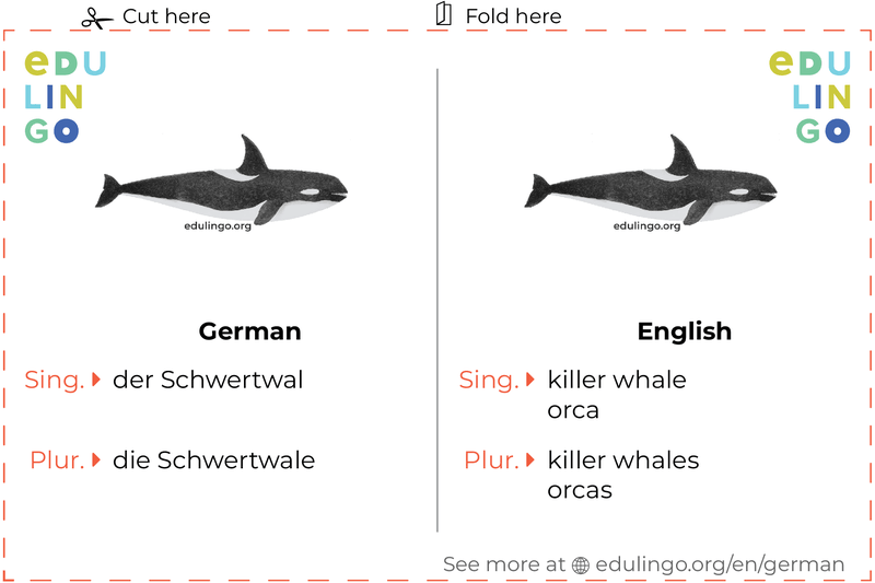 Killer Whale in German vocabulary flashcard for printing, practicing and learning