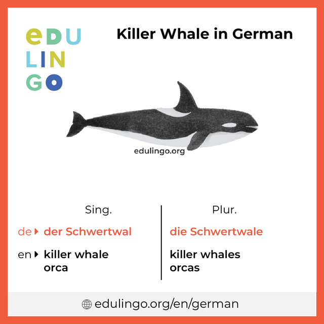 Killer Whale in German vocabulary picture with singular and plural for download and printing