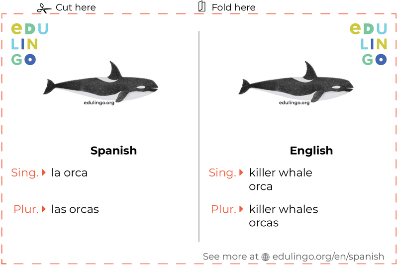 Killer Whale in Spanish vocabulary flashcard for printing, practicing and learning