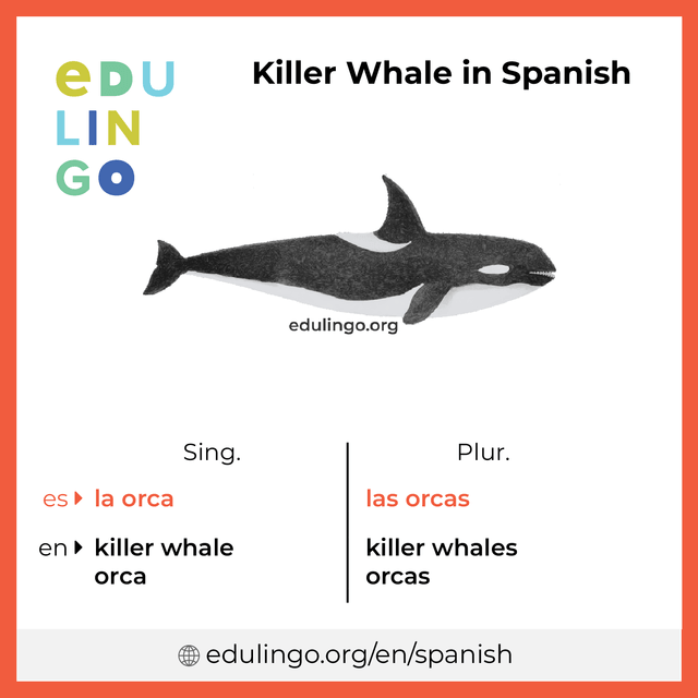 Killer Whale in Spanish vocabulary picture with singular and plural for download and printing