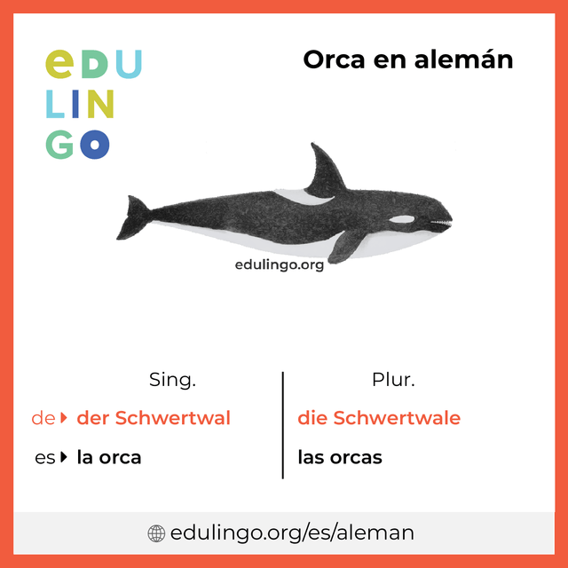 Imagen de vocabulario Orca en alemán con singular y plural para descargar e imprimir