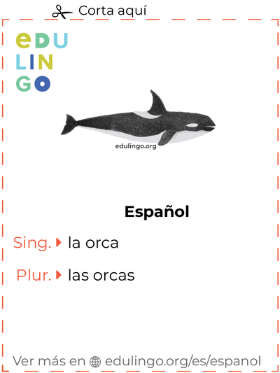 Ficha de Vocabulario Orca en español para imprimir, practicar y aprender
