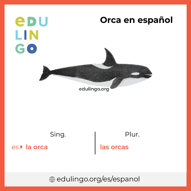 Imagen de vocabulario Orca en español con singular y plural para descargar e imprimir