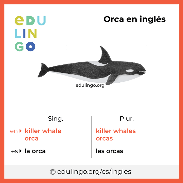 Imagen de vocabulario Orca en inglés con singular y plural para descargar e imprimir