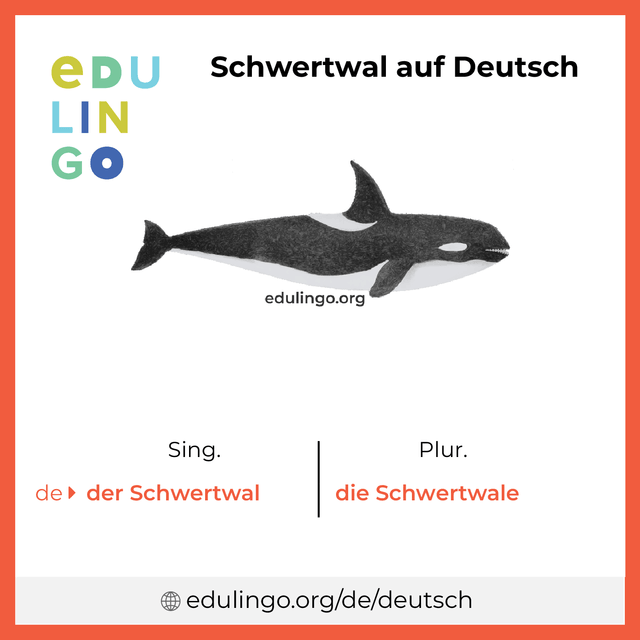 Schwertwal auf Deutsch Vokabelbild mit Singular und Plural zum Herunterladen und Ausdrucken
