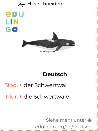Schwertwal auf Deutsch Vokabelkartei zum Ausdrucken, Üben und Lernen