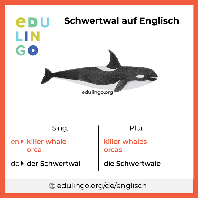 Schwertwal auf Englisch Vokabelbild mit Singular und Plural zum Herunterladen und Ausdrucken
