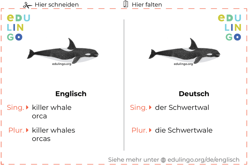 Schwertwal auf Englisch Vokabelkartei zum Ausdrucken, Üben und Lernen