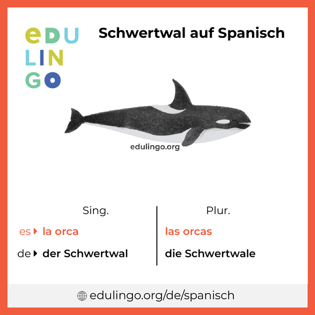 Schwertwal auf Spanisch Vokabelbild mit Singular und Plural zum Herunterladen und Ausdrucken