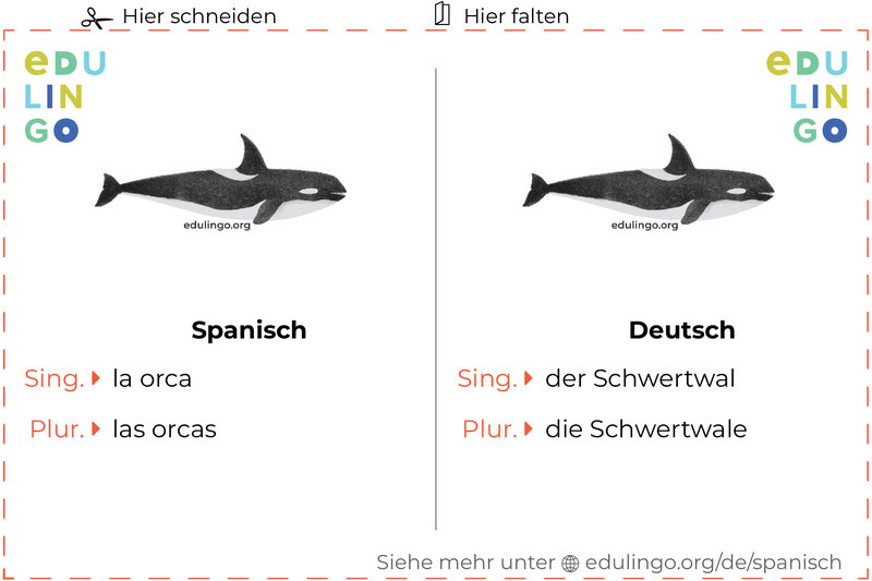 Schwertwal auf Spanisch Vokabelkartei zum Ausdrucken, Üben und Lernen