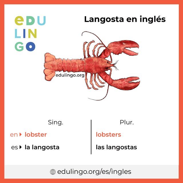 Imagen de vocabulario Langosta en inglés con singular y plural para descargar e imprimir
