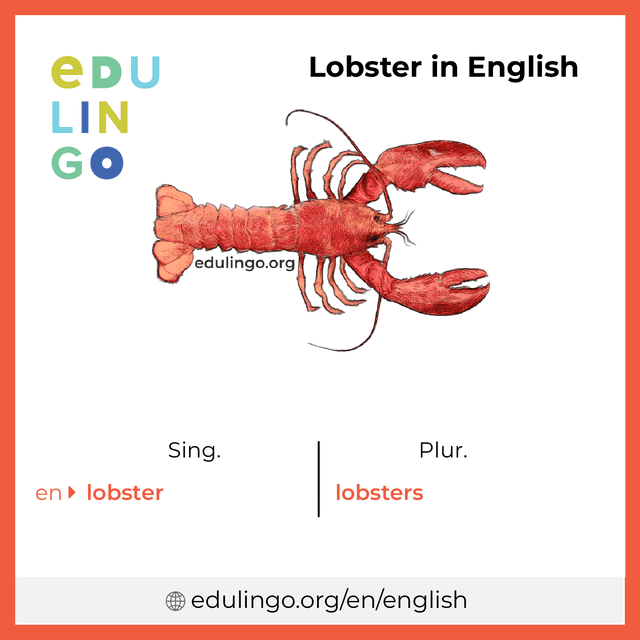 Lobster in English vocabulary picture with singular and plural for download and printing