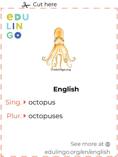 Octopus in English vocabulary flashcard for printing, practicing and learning