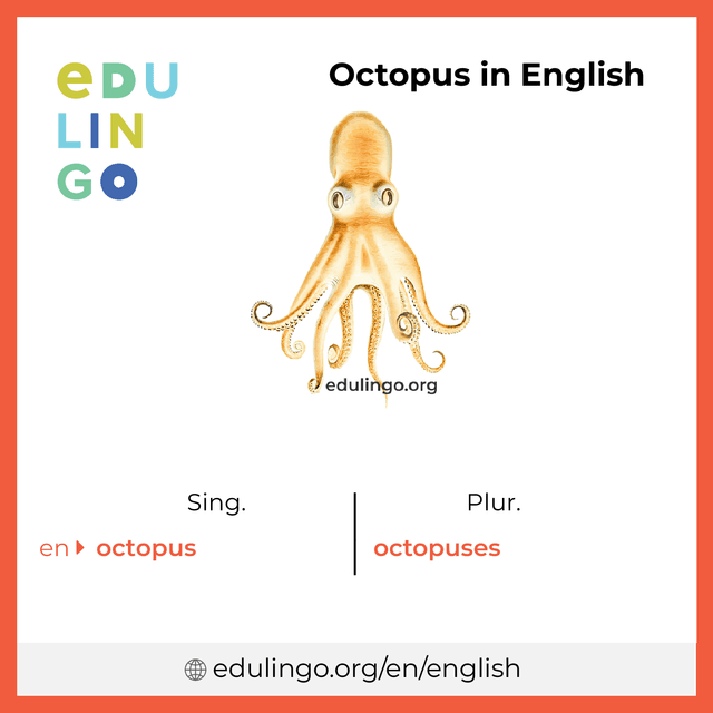 Octopus in English vocabulary picture with singular and plural for download and printing