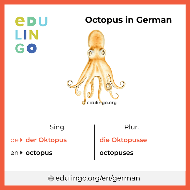 Octopus in German vocabulary picture with singular and plural for download and printing