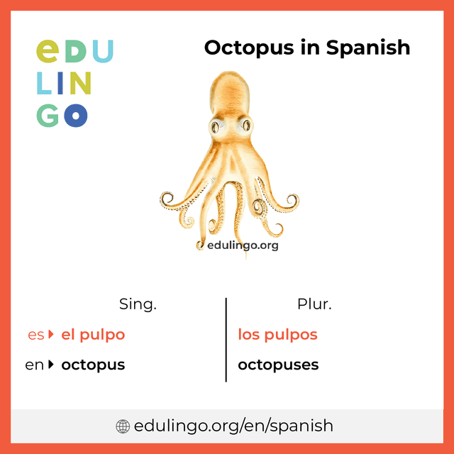 Octopus in Spanish vocabulary picture with singular and plural for download and printing