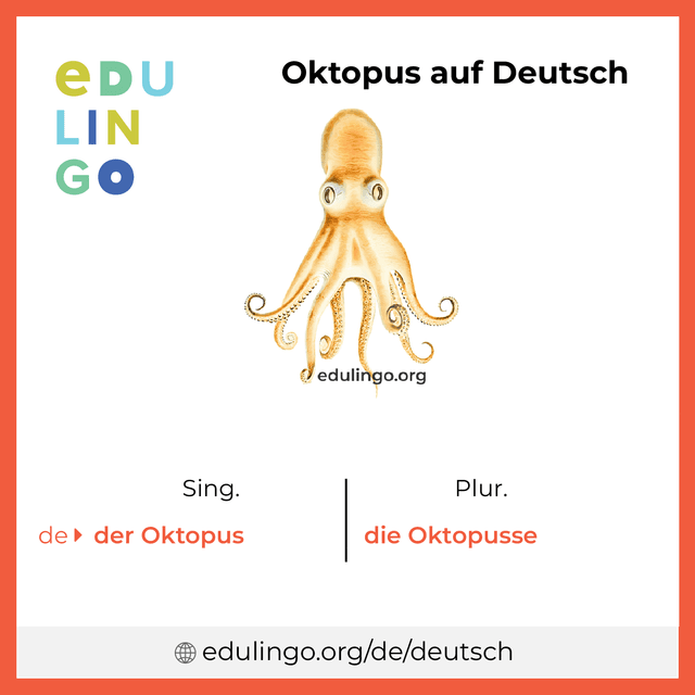 Oktopus auf Deutsch Vokabelbild mit Singular und Plural zum Herunterladen und Ausdrucken