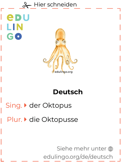 Oktopus auf Deutsch Vokabelkartei zum Ausdrucken, Üben und Lernen