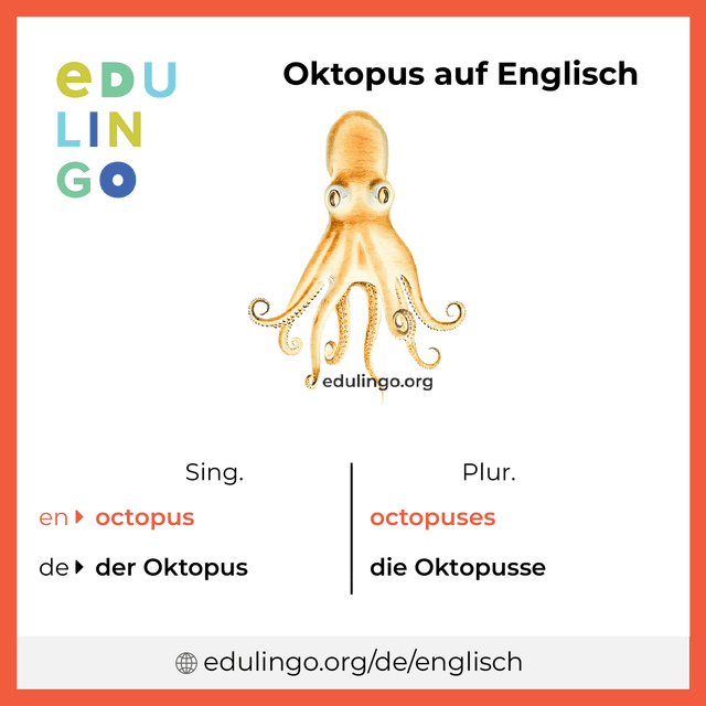Oktopus auf Englisch Vokabelbild mit Singular und Plural zum Herunterladen und Ausdrucken