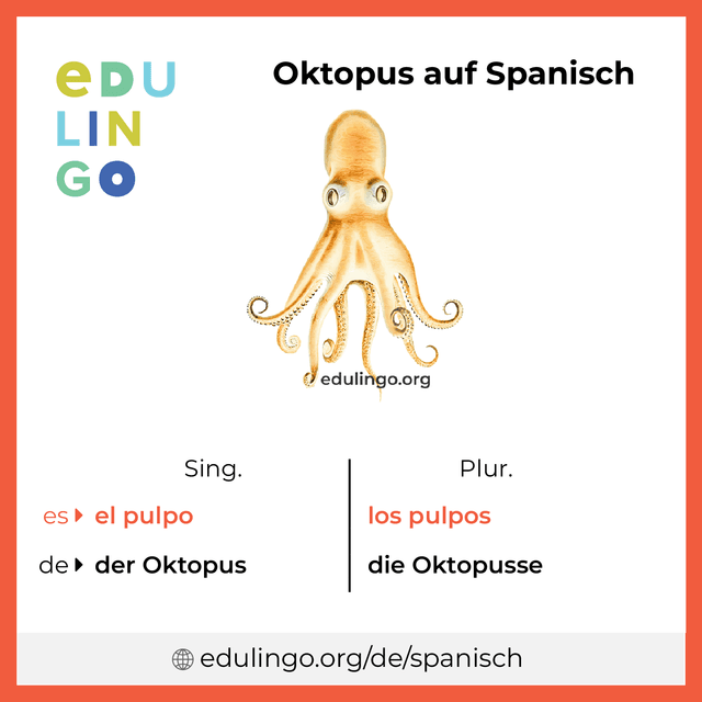 Oktopus auf Spanisch Vokabelbild mit Singular und Plural zum Herunterladen und Ausdrucken