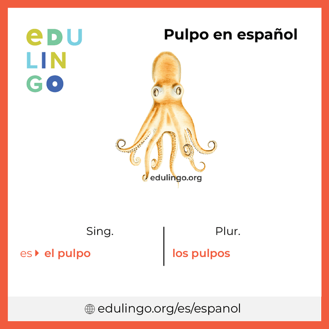 Imagen de vocabulario Pulpo en español con singular y plural para descargar e imprimir