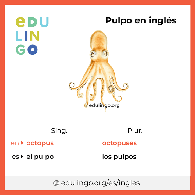 Imagen de vocabulario Pulpo en inglés con singular y plural para descargar e imprimir