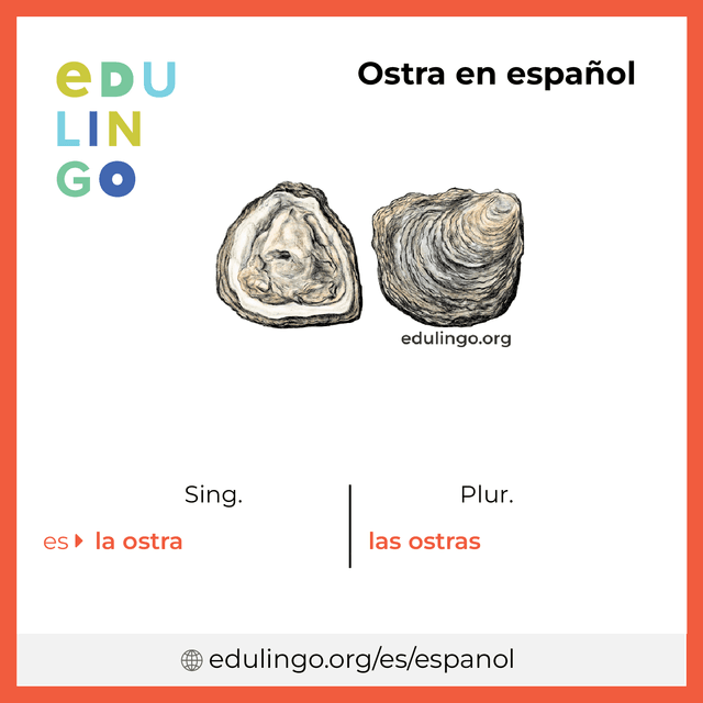 Imagen de vocabulario Ostra en español con singular y plural para descargar e imprimir