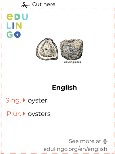 Oyster in English vocabulary flashcard for printing, practicing and learning
