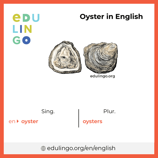 Oyster in English vocabulary picture with singular and plural for download and printing