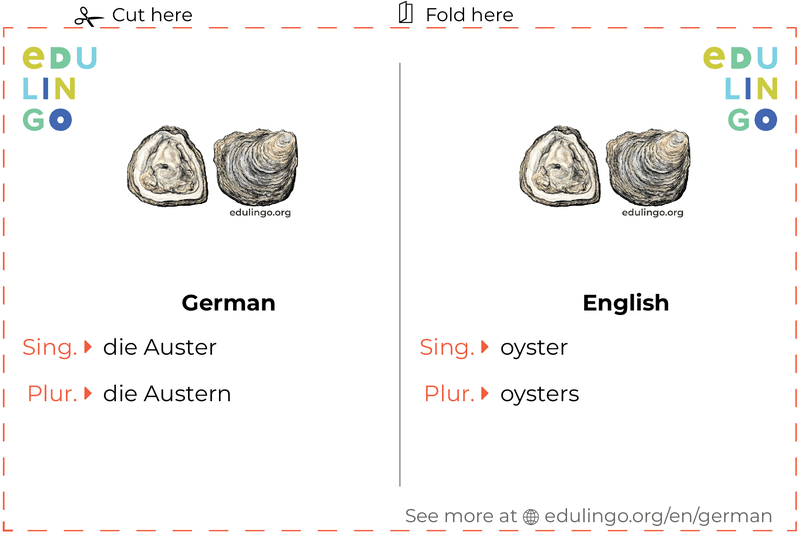 Oyster in German vocabulary flashcard for printing, practicing and learning