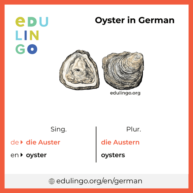 Oyster in German vocabulary picture with singular and plural for download and printing