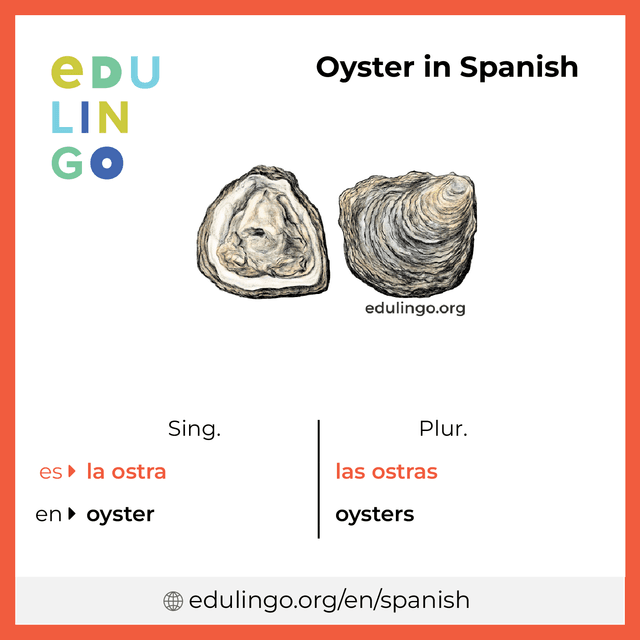 Oyster in Spanish vocabulary picture with singular and plural for download and printing