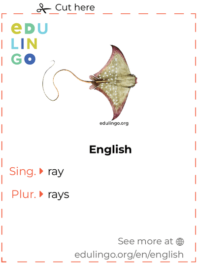 Ray in English vocabulary flashcard for printing, practicing and learning